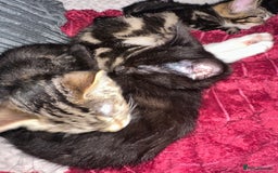 Domestic Shorthair cats for sale: beautiful kittens for loving new homes immediately - Advert 3