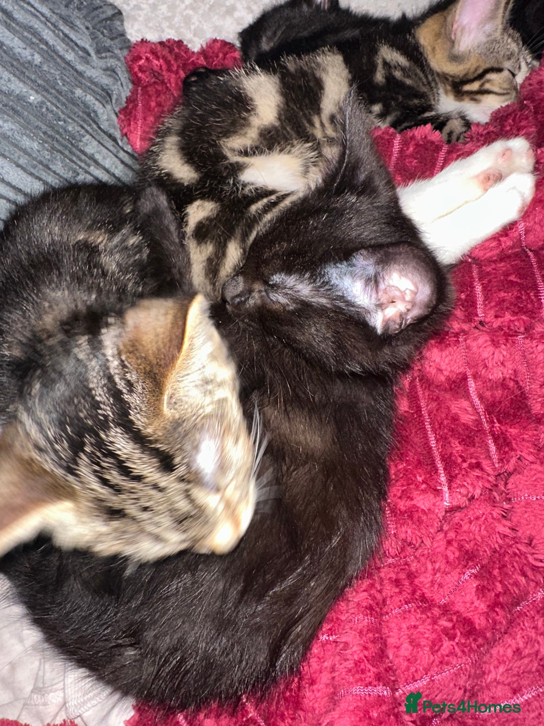 Domestic Shorthair cats for sale: beautiful kittens for loving new homes immediately - Advert 3