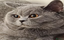 British Shorthair cats for sale: 🏅TOP Quality GCCF Reg British Shorthair Kittens🏆 - Image 12
