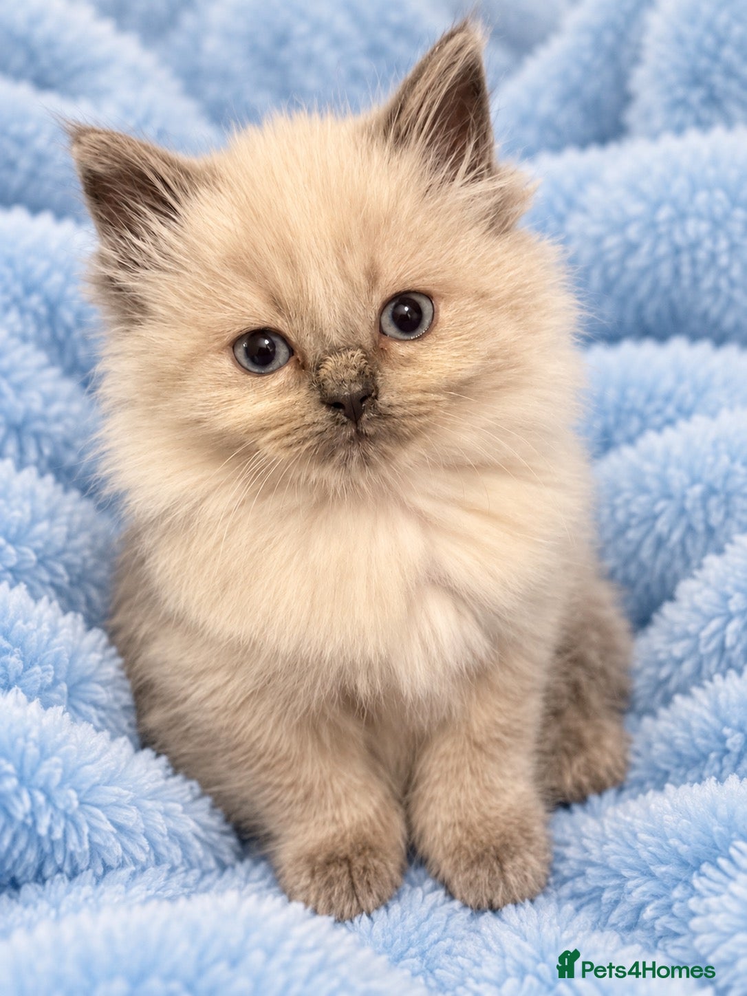 Ragdoll cats for sale: Gorgeous Male Ragdoll Kitten Ready Now - Advert 1