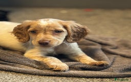 Cocker Spaniel dogs for sale: READY NOW****Cocker spaniel pups  - Image 1