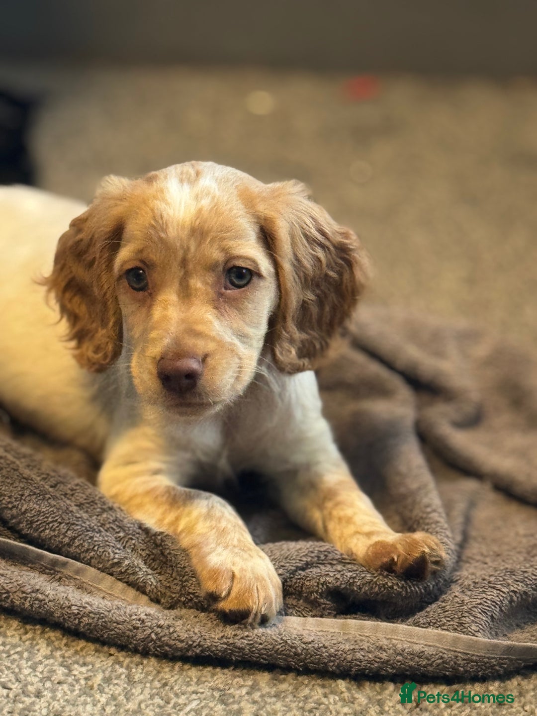Cocker Spaniel dogs for sale: READY NOW****Cocker spaniel pups  - Image 1