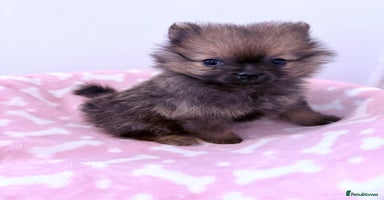 Pomeranian dogs - Advert 7