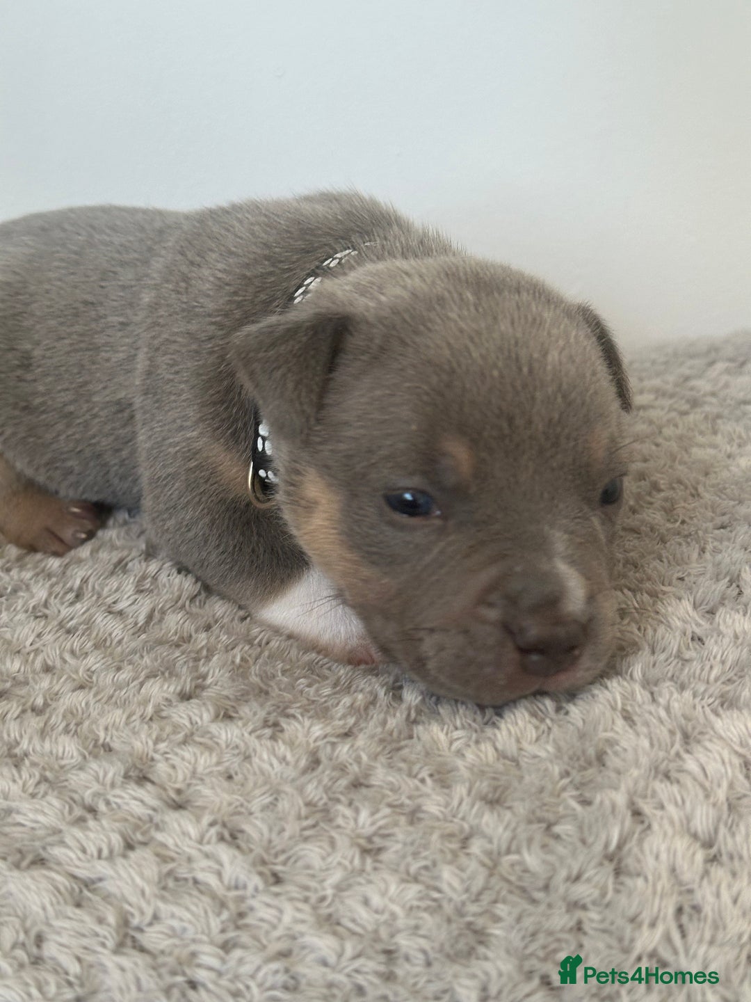 American Bully dogs for sale: Pocket Bullies ( not banned breed) - Image 21