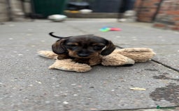 Dachshund dogs for sale: READY NOW ABSOLUTELY GORGEOUS MINI DACHSHUNDS  - Image 11
