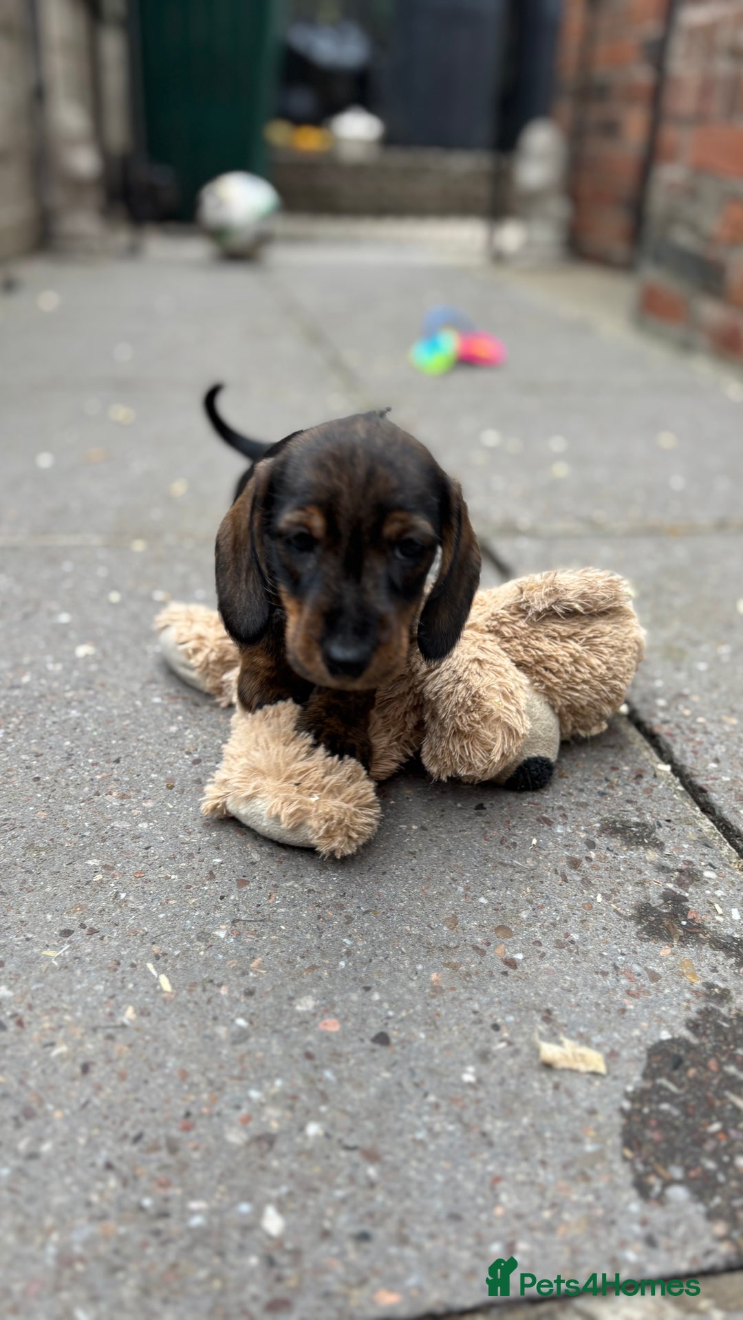 Dachshund dogs for sale: READY NOW ABSOLUTELY GORGEOUS MINI DACHSHUNDS  - Image 11