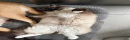 Ragdoll cats for stud: Nimbus for stud! ⭐ 🐾 - Advert 6