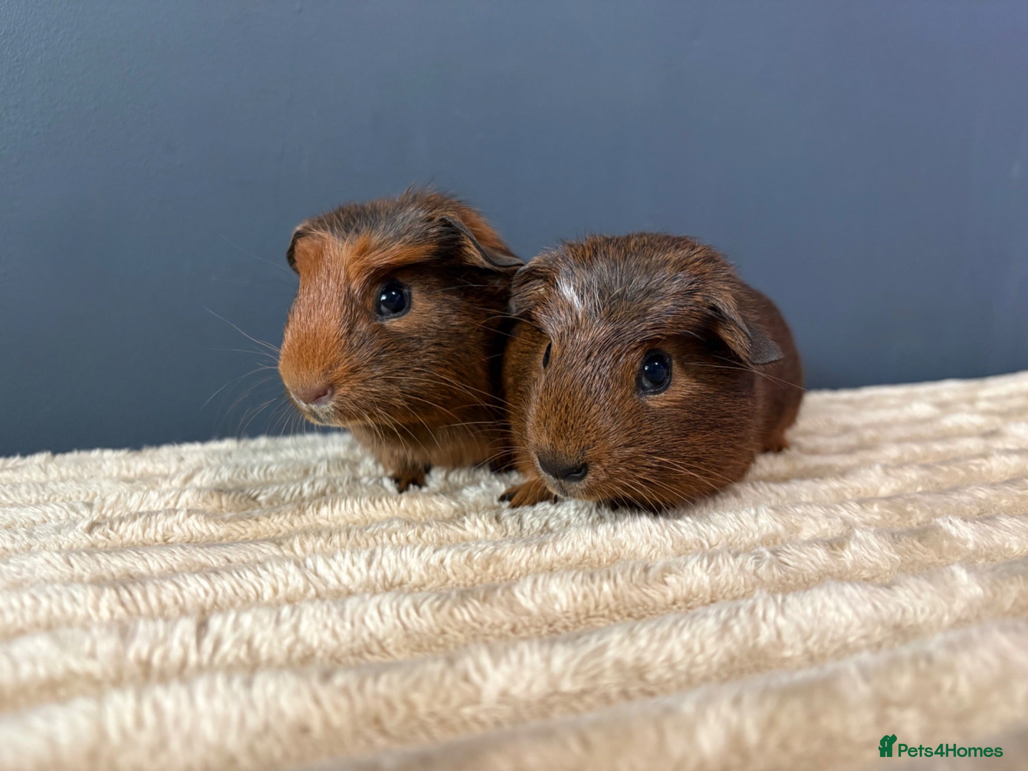 Guinea Pig rodents Bonded baby boys and bonded adults for adoption - Advert 15