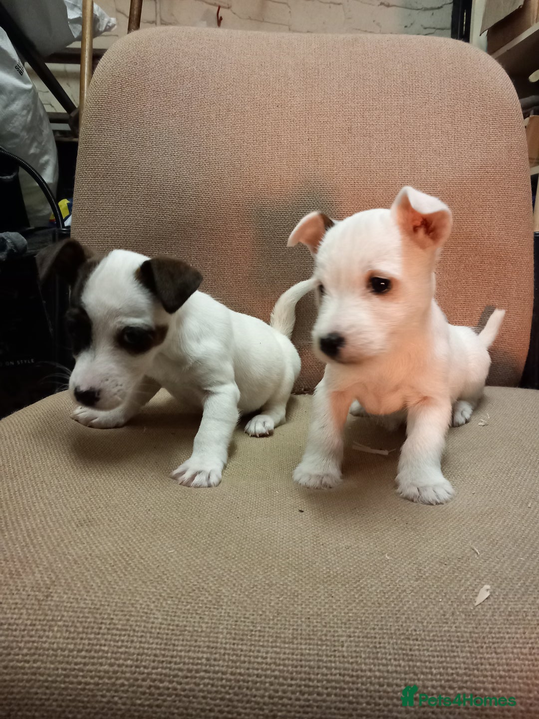 Parson Russell dogs for sale: Parson Russell Puppies  - Advert 3