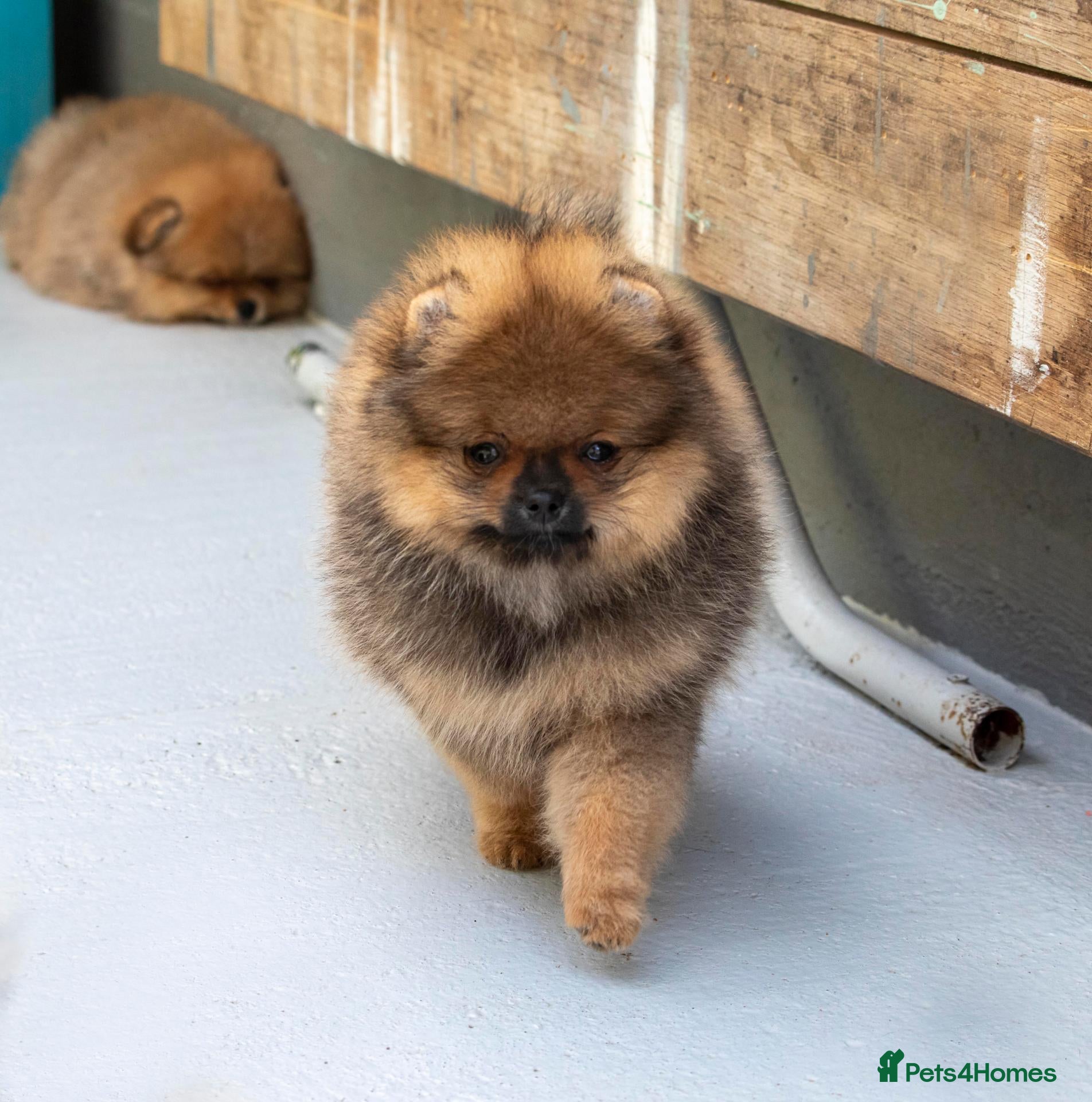 Pomeranian dogs Pom boys from 5-⭐ listened breeder - Advert 13