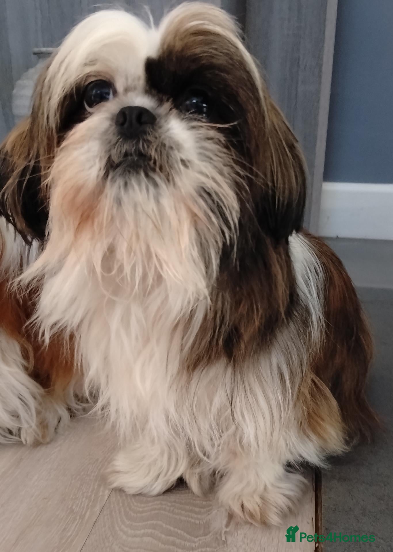 Shih Tzu dogs Ready Now Shih Tzu - Advert 1
