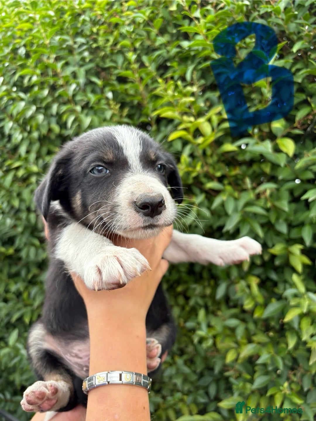 Border Collie dogs for sale: Border collie puppies ** Ready to Leave ** - Image 9