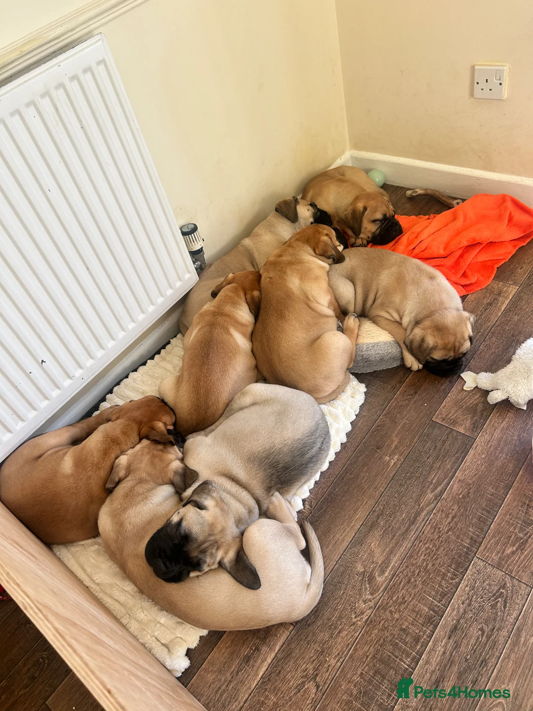Bullmastiff dogs for sale: Beautiful KC registered Bull Mastiff puppies  - Advert 1