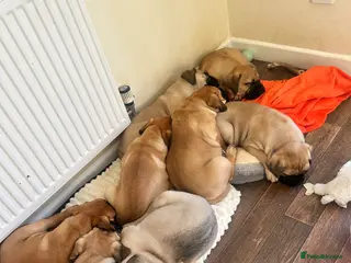 Bullmastiff dogs Beautiful KC registered Bull Mastiff puppies - Advert 1