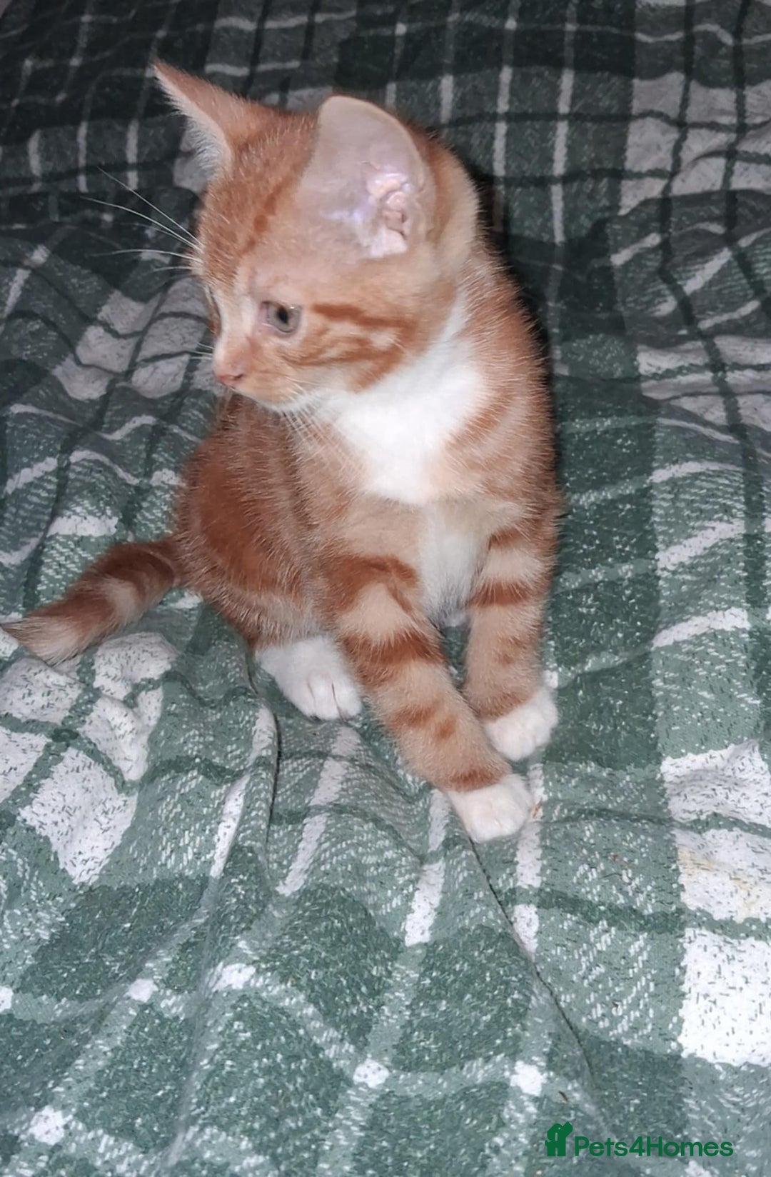 Mixed Breed cats for sale: Kittens ready for forever homes.  - Advert 6