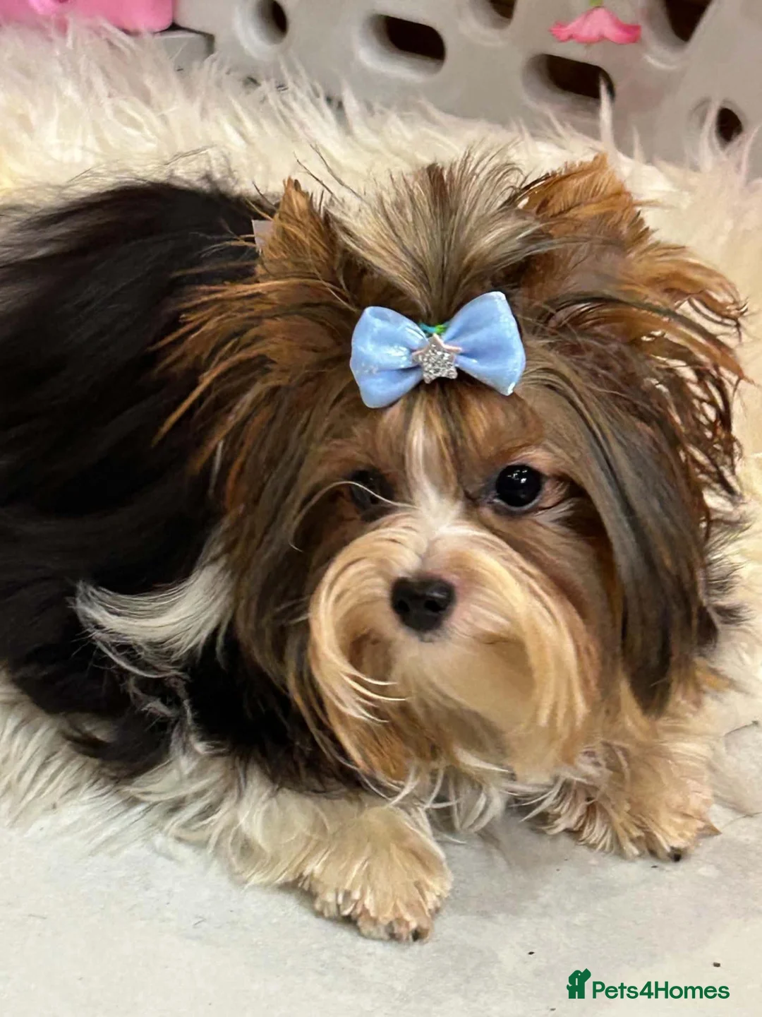Yorkshire Terrier dogs for sale: Absolutely gorgeous tiny Yorkshire Terrier girl  - Advert 4