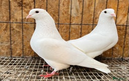 Pigeons birds for sale: PURE WHITE ENGLISH GARDEN DOVES - Image 2