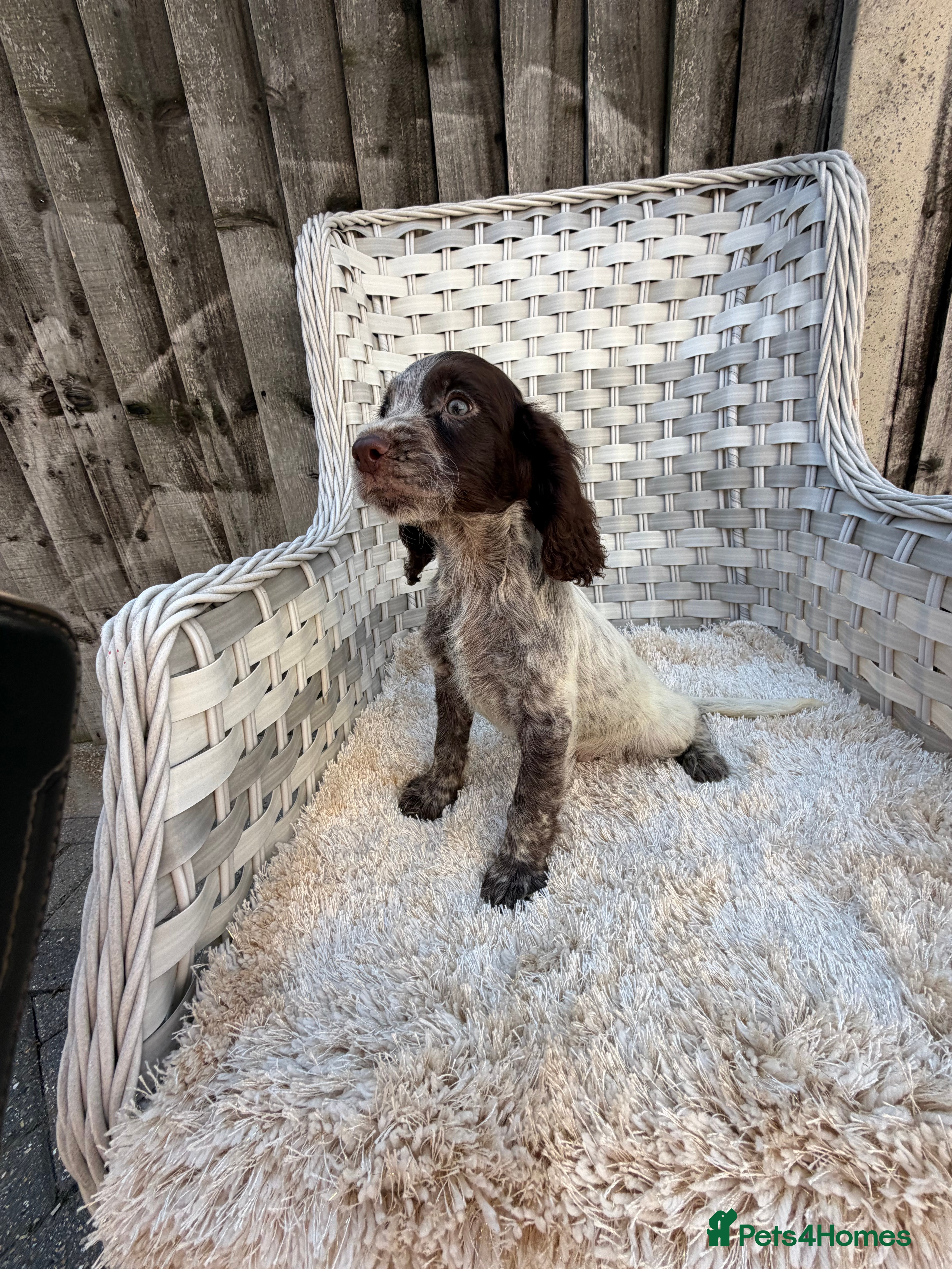 Cocker Spaniel dogs Working cocker spaniels - Advert 2