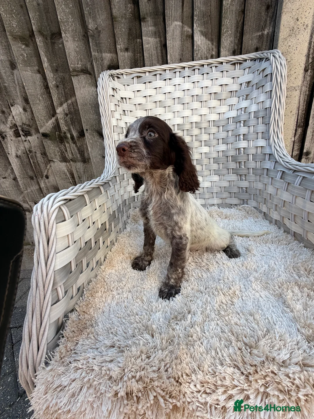 Cocker Spaniel dogs for sale: Working cocker spaniels - Advert 2