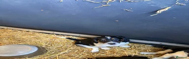 Border Collie girl 5