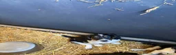 Border Collie dogs for sale: Beautiful Border Collie Pups - Advert 2