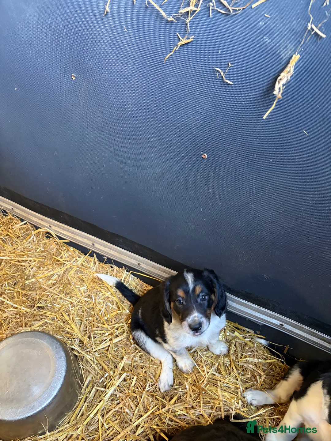 Border Collie dogs for sale: Beautiful Border Collie Pups - Advert 2
