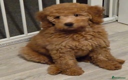 Australian Labradoodle dogs for sale: Australian Labradoodle Bitch fully vaccinated  - Advert 1
