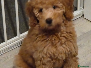 Australian Labradoodle dogs Australian Labradoodle Bitch fully vaccinated - Advert 4