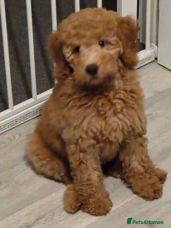 Australian Labradoodle dogs Australian Labradoodle Bitch fully vaccinated - Advert 1