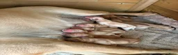 Labrador Retriever dogs for sale: 8 Labrador puppy’s for sale  - Advert 18