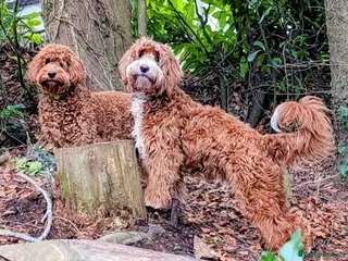 Australian Labradoodle dogs for stud: Tuxedo Max Available for Stud - Advert 2
