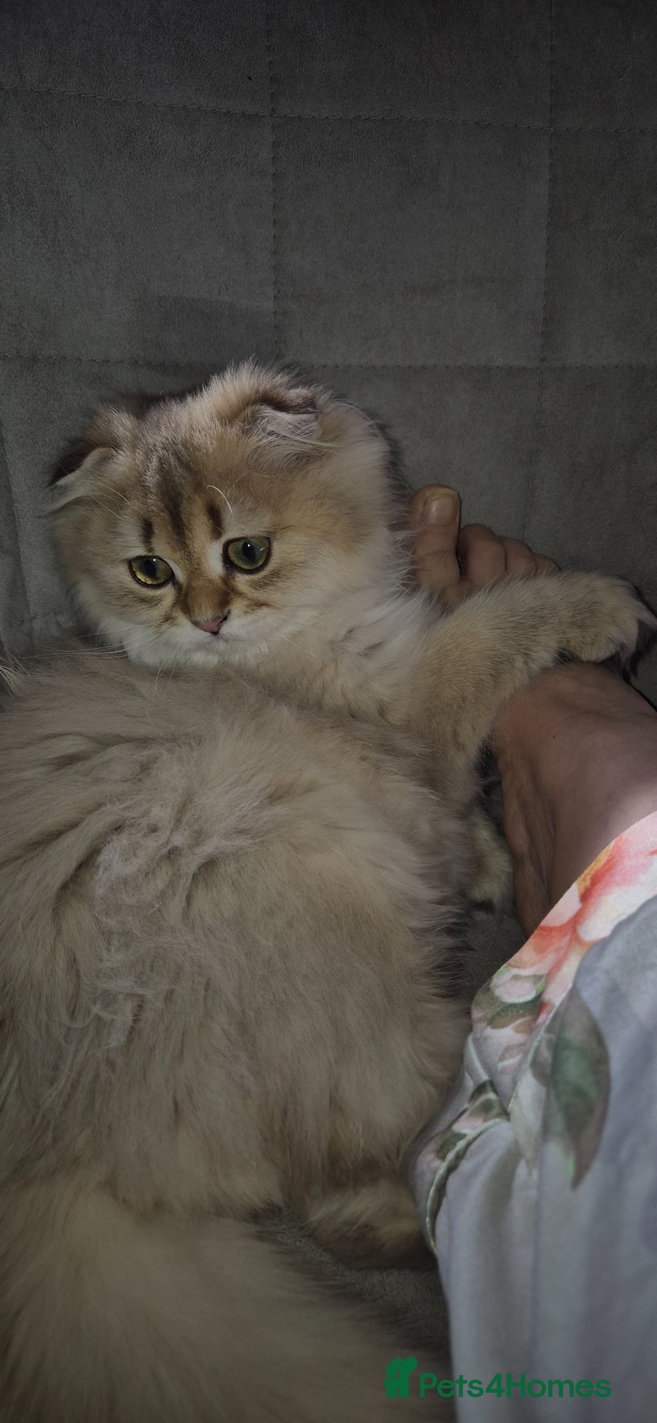 Scottish Fold cats for sale: In your lap Scottish Fold/Straight kittens  - Advert 4