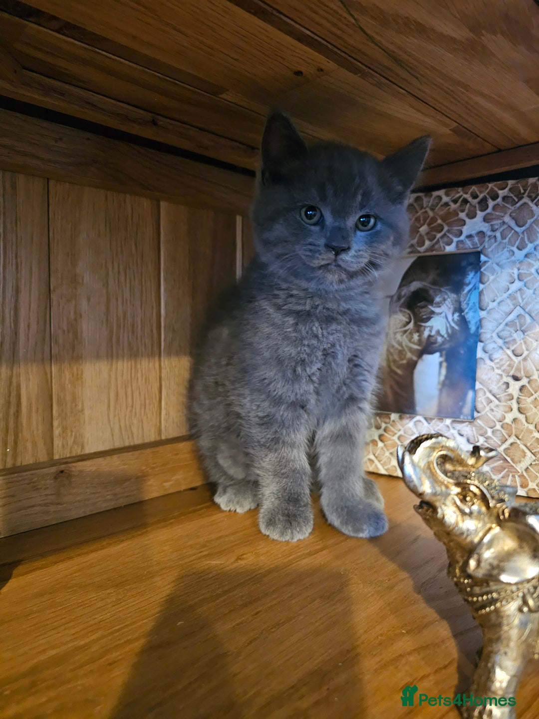 British Shorthair cats for sale: British shorthair kittens for sale.  - Image 2