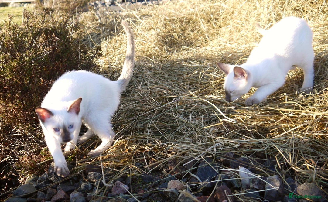 Siamese cats for sale: ADORABLE SIAMESE KITTENS - Advert 3