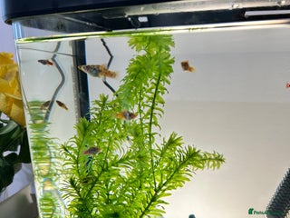 Platies fish for sale - Advert 1