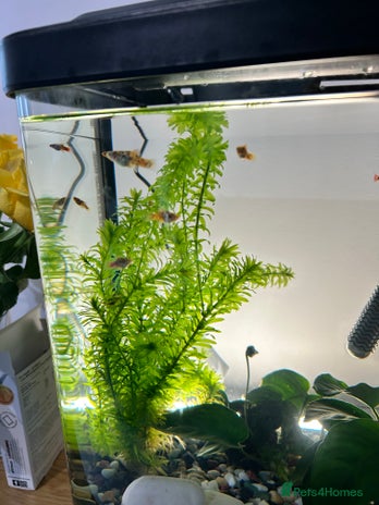 Platies fish - Advert 5