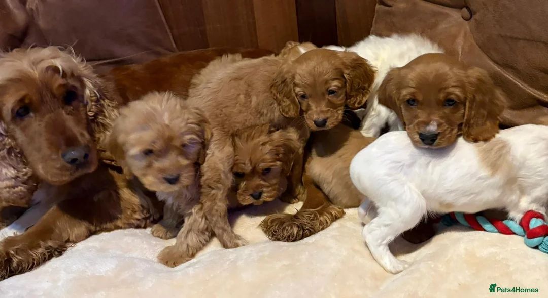 Cockalier dogs for sale: Adorable cockaliers  - Advert 29