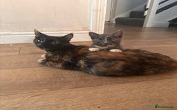Domestic Shorthair cats for sale: 2 loving family playful kittens - Image 1