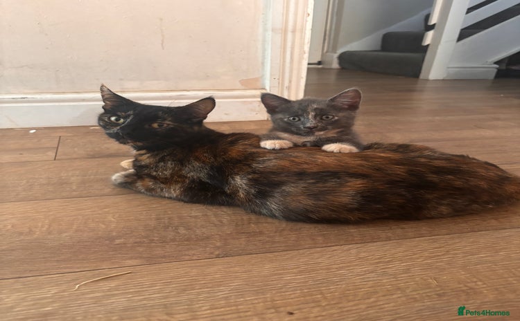 Domestic Shorthair cats - Advert 20