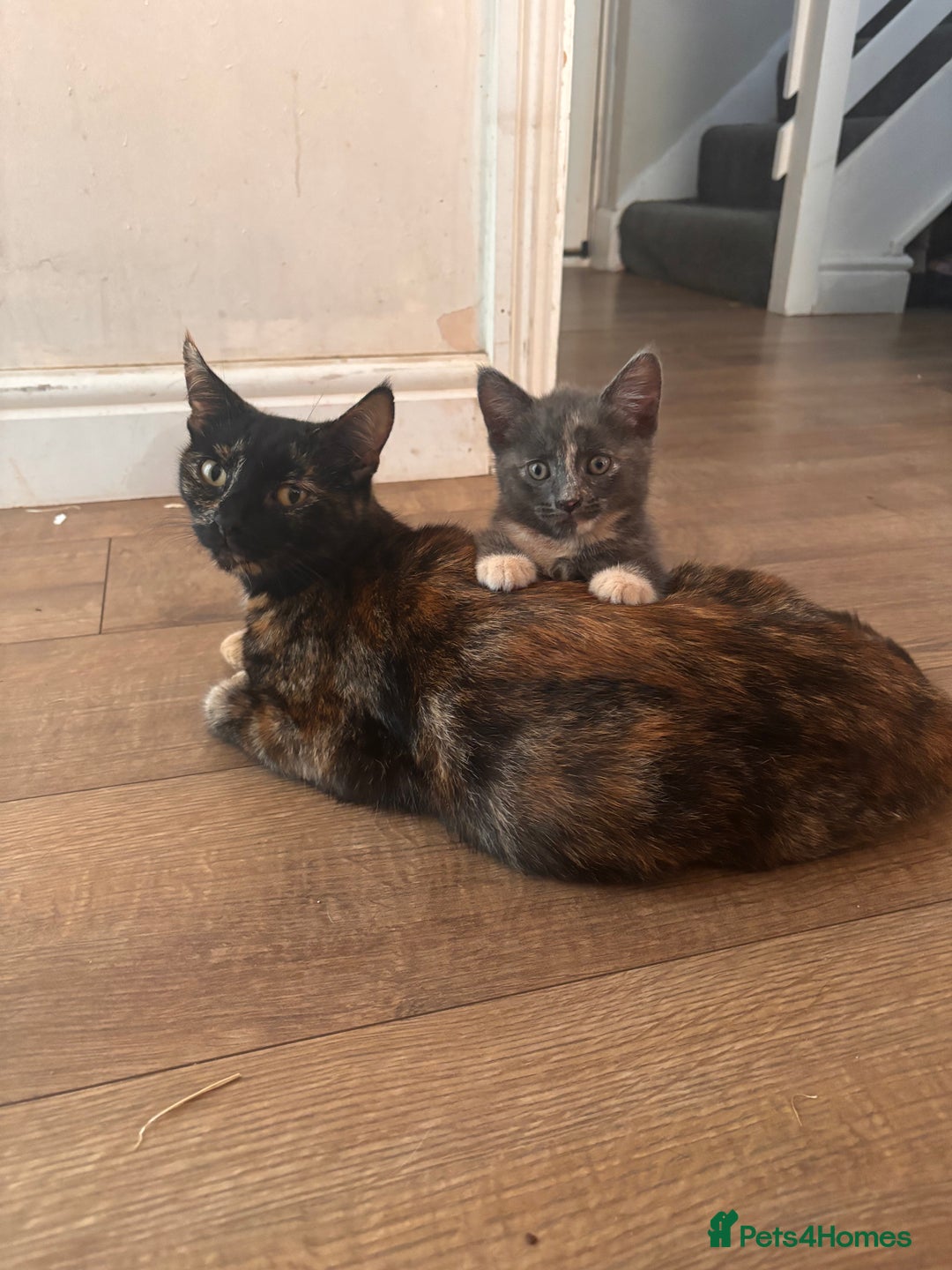 Domestic Shorthair cats for sale: 2 loving family playful kittens - Image 1