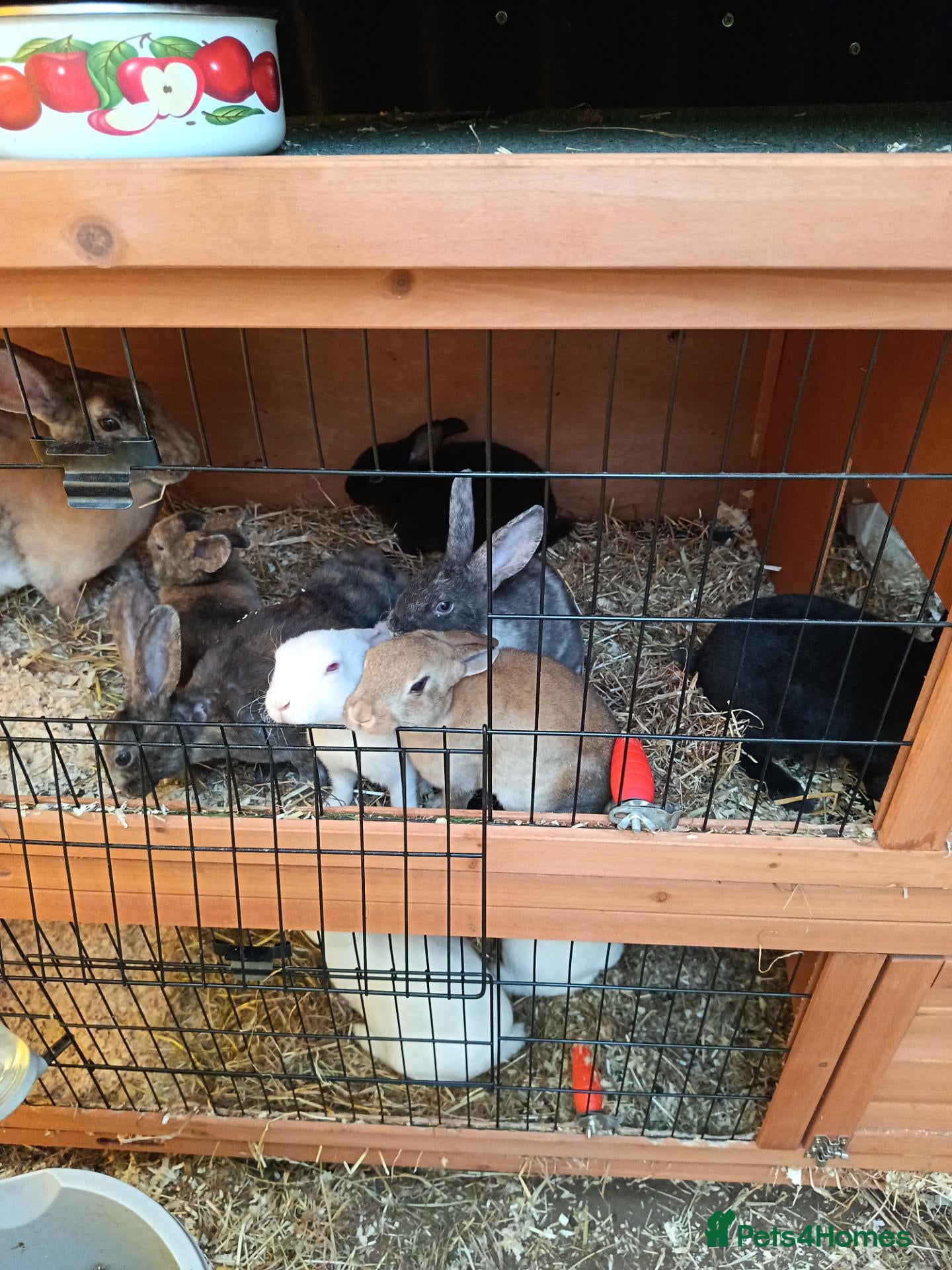 English rabbits Very nice  - Advert 10