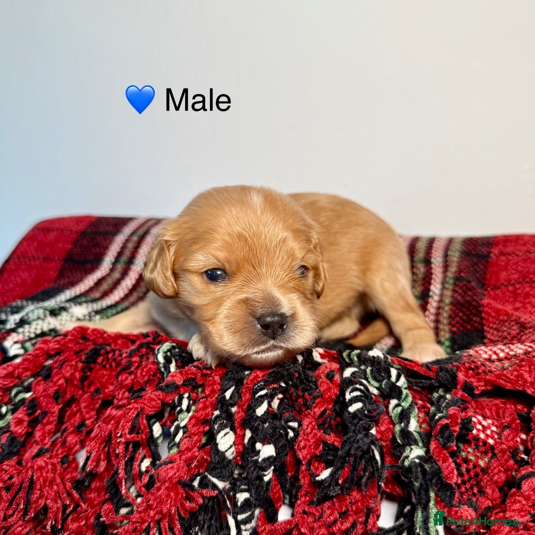 Cavapoochon dogs for sale: ✨Ruby & Blenheim Cavapoochons ❤️🐾 - Image 6