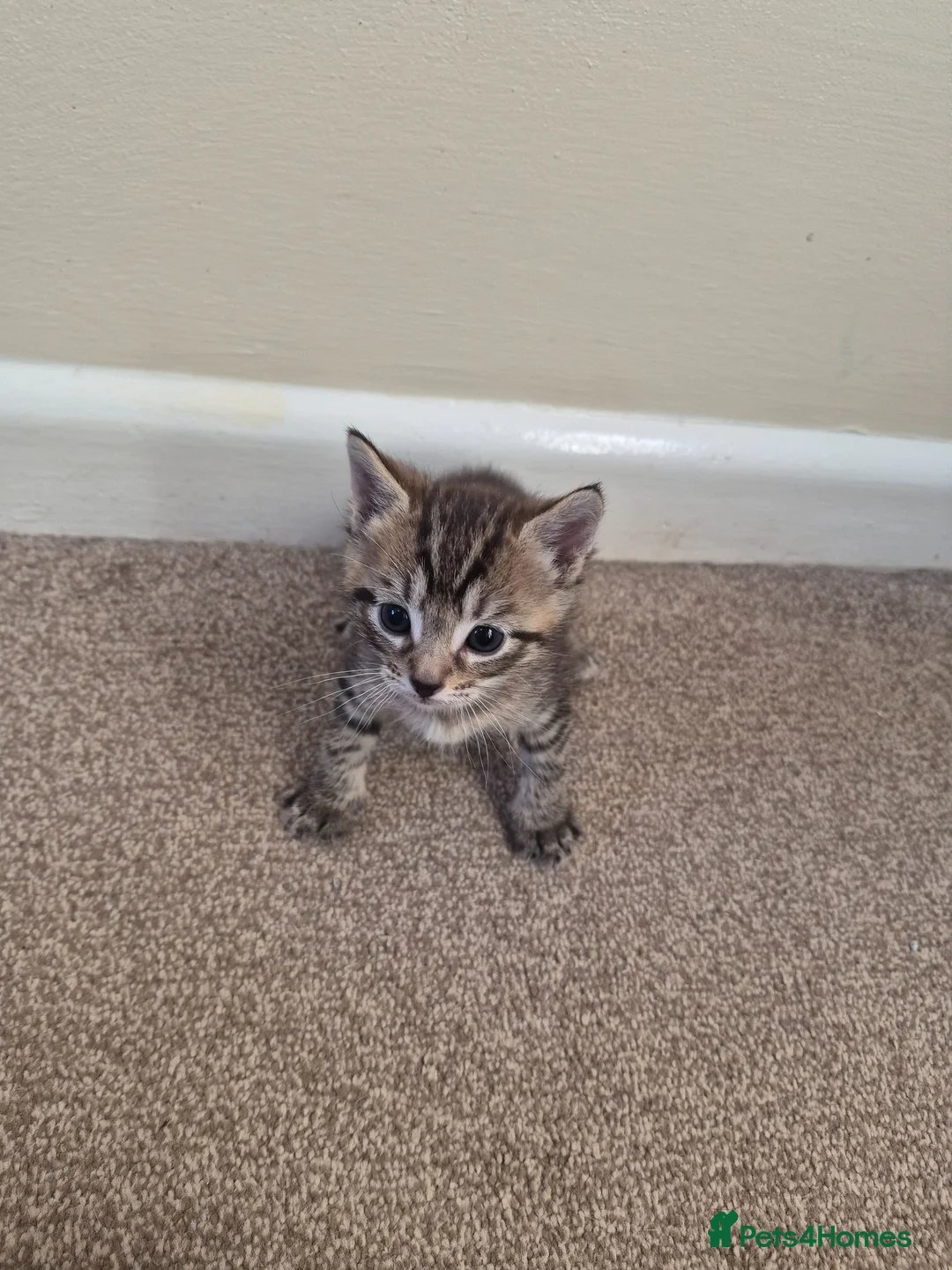 Mixed Breed cats for sale: Silver Tabby Male  - Advert 5