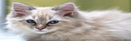 Ragdoll cats for sale: 🏅Last 2 GCCF Ragdoll kittens Ready now - Advert 17