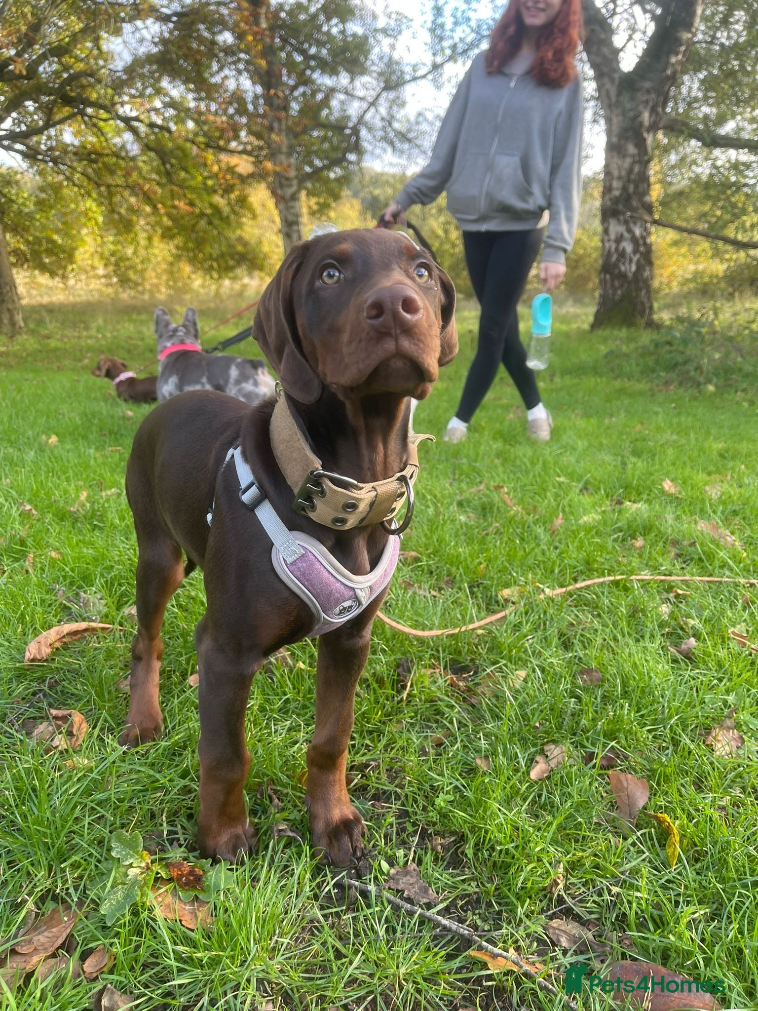 Mixed Breed dogs Doberman/visla - Advert 1