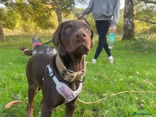 Mixed Breed dogs Doberman/visla - Advert 1