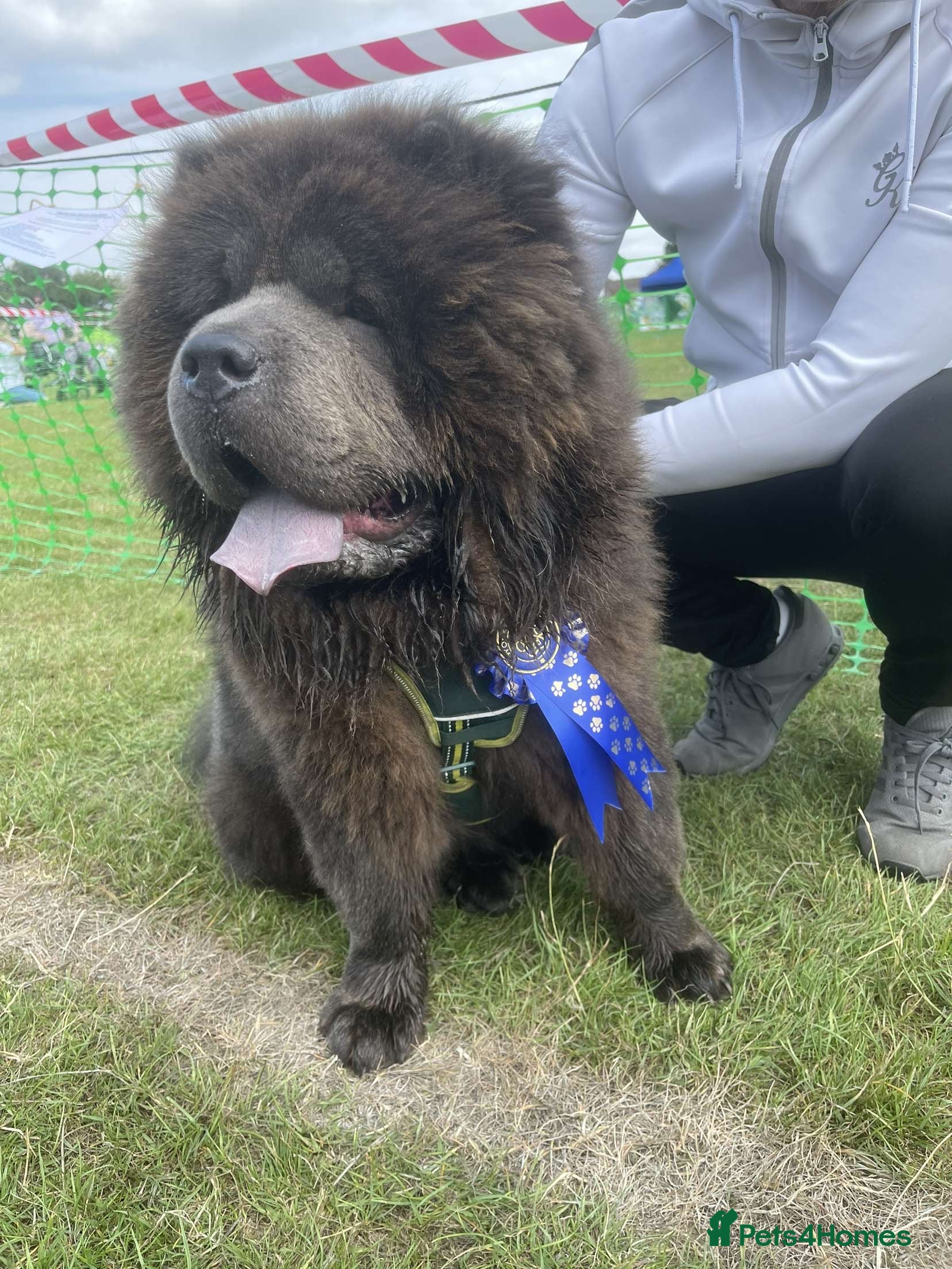 Chow Chow dogs Chow Chow For Stud - Advert 3