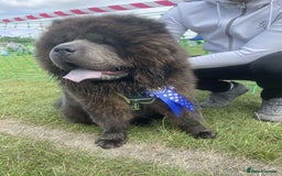 Chow Chow dogs for stud: Chow Chow For Stud - Image 1