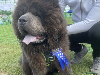 Chow Chow dogs Chow Chow For Stud - Advert 7