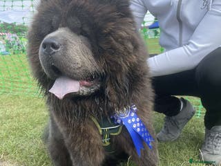 Chow Chow dogs Chow Chow For Stud - Advert 11